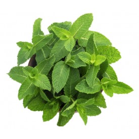 Menthe   النعناع