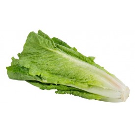 Laitue romaine  خس طويل